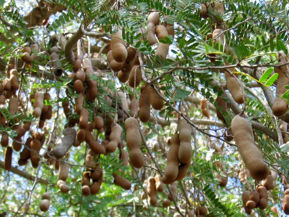 tamarind tree