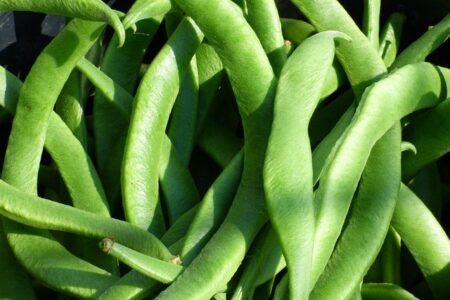 Legume